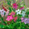 Nicotiana alata (jasmine tobacco) seeds