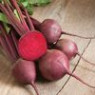 Beet seeds