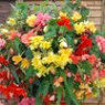 Begonia seeds