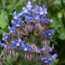 Borage seeds