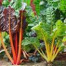 Chard seeds