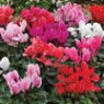 Cyclamen seeds