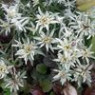 Edelweiss seeds