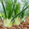 Fennel Seeds