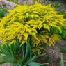 Goldenrod seeds