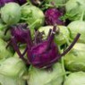 Cabbage  kohlrabi seeds