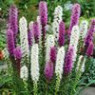 Blazing star (liatris) seeds