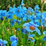 Meconopsis seeds