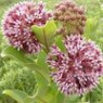 Milkweed seeds