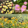 Oenothera (evening primrose) seeds