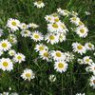 Oxeye daisies seeds