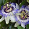 Passiflora seeds