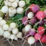 Radishes seeds