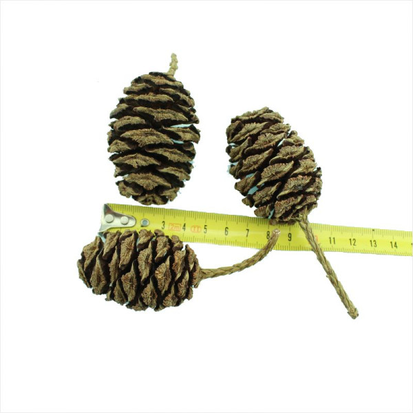 Семена секвойядендрона гигантского