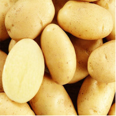 Potato seeds «Milena»