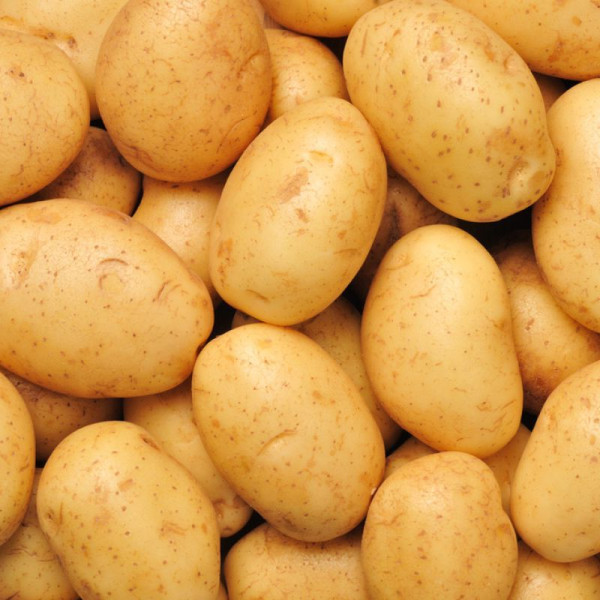 Potato seeds «Assol»