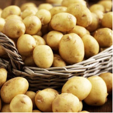 Potato seeds «Farmer»