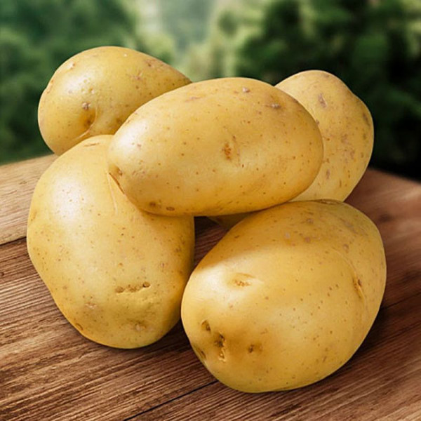 Potato seeds «Ilona»