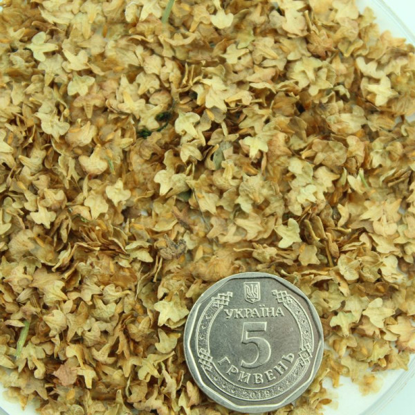 Семена березы повислой