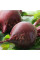 Beet seeds «Incomparable»