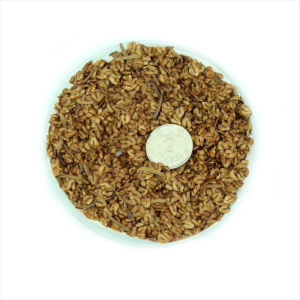 Семена метасеквойи китайской