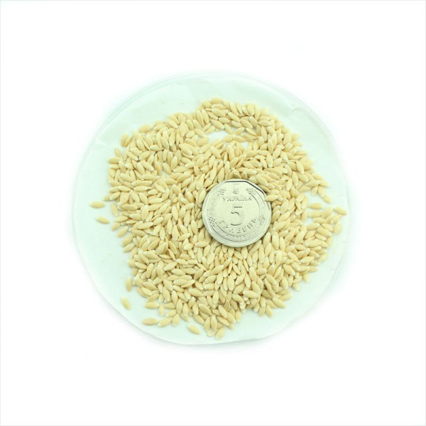 Насіння ангурії (антильського огірка)