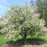 Apple tree seeds