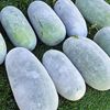 Насіння овочів