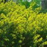 Broom seeds