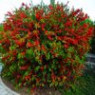 Chaenomeles seeds