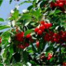 Cherry seeds