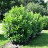 Cherry laurel seeds