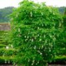 Cleaver seeds
