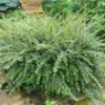 Cotoneaster seeds