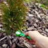 Fertilizers for conifers