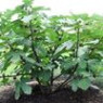 Fig seeds