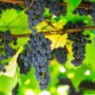 Grape seeds