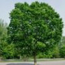 Hackberry seeds