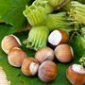 Hazel seeds