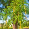 Honey locust seeds
