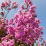 Lagerstroemia seeds