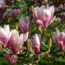 Magnolia seeds