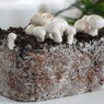 Мycelium of mushrooms