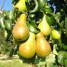 Pear seeds