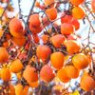 Persimmon seeds