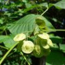Hoptree seeds
