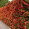 Pyracantha seeds