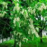 Robinia seeds