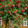 Rowan seeds