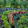 Kits, microgreens